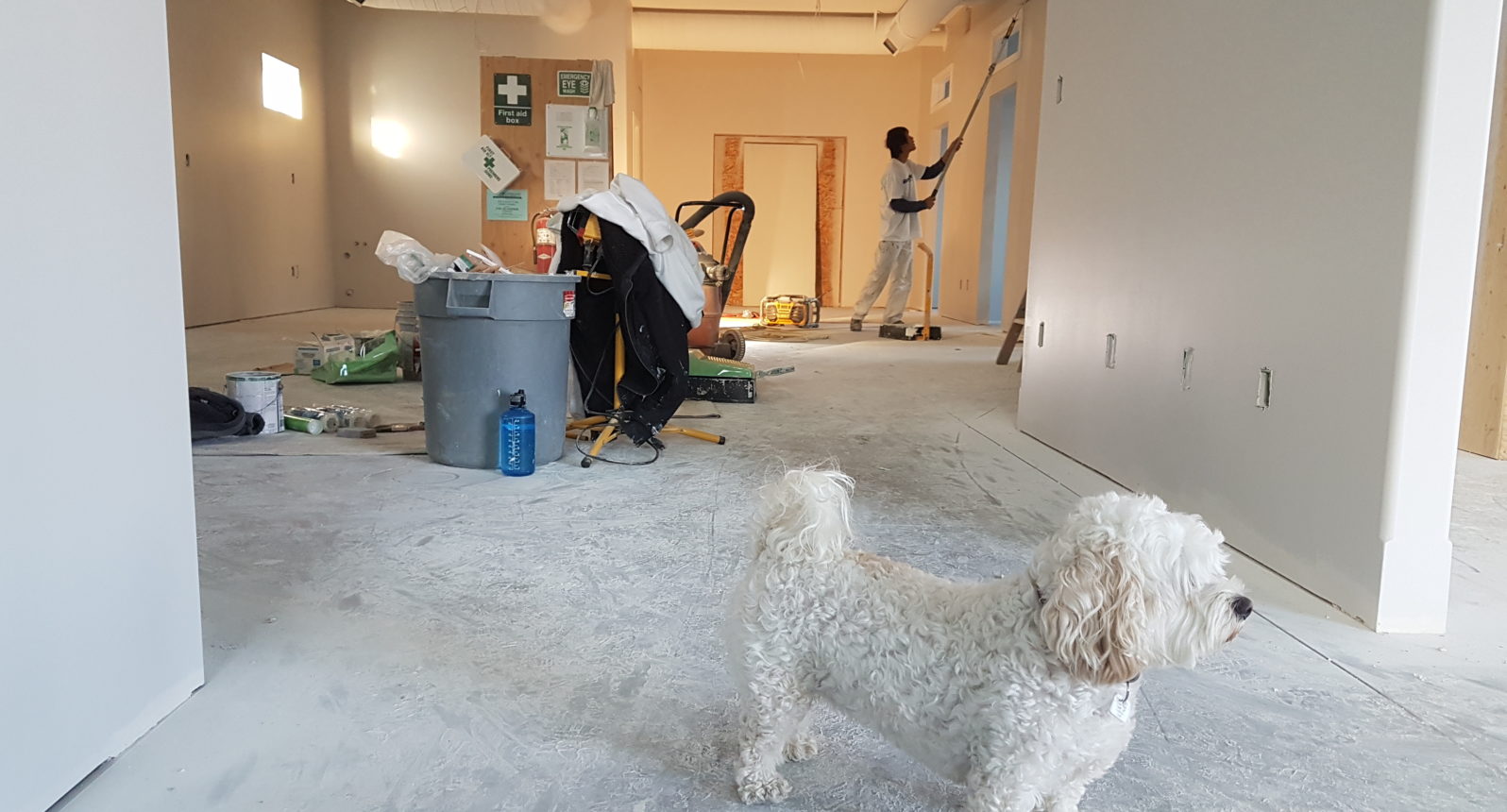 white dog standing with its owner in the living room renovating